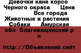 Девочки кане корсо. Черного окраса.  › Цена ­ 65 000 - Все города Животные и растения » Собаки   . Амурская обл.,Благовещенский р-н